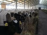 公牛, Holstein breed — 照片 1