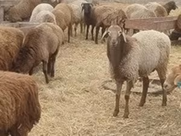 Hissar sheep
