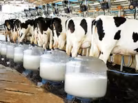 Stimulator la vaca oi si capre lapte premix — Foto 1