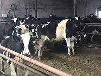 公牛, Russian Black pied cattle — 照片 4