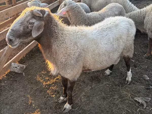 公羊, Sheep