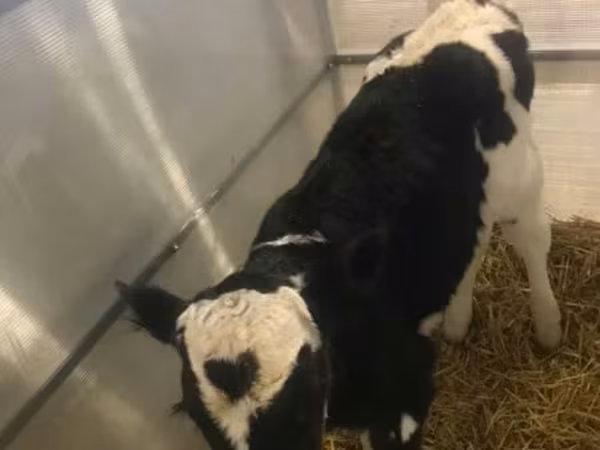 Holstein breed