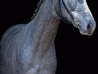 Horse (M), Horses — photo 3