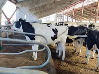 公牛, Holstein breed — 照片 3