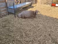 母羊, Baerchuke sheep — 照片 3
