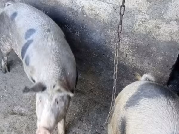 母猪, Глостерская пятнистая