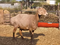 母羊, Baerchuke sheep — 照片 8