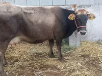 Cow, Cattle — photo 5