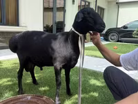 मेढ़ा, Rhon sheep — फ़ोटो 3