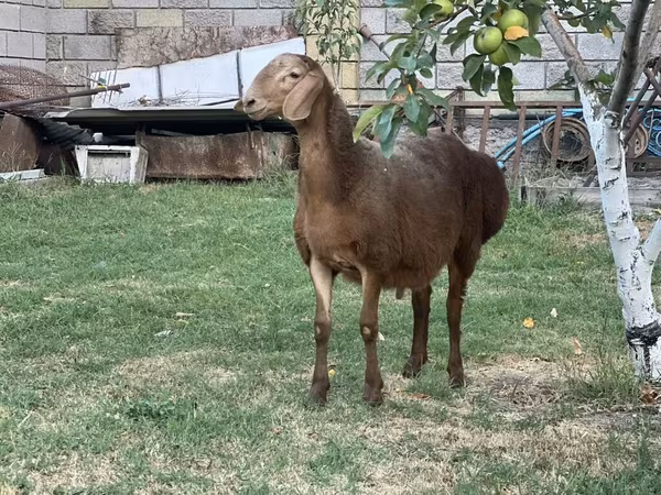 كبش, Hissar sheep — قيرغيزستان