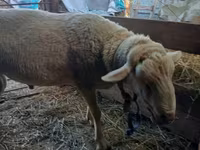 公羊, Lacaune sheep — 照片 1