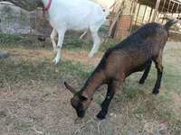 عنزة, Saanen goat — الصورة 3