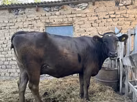 بقرة, Swiss cattle — الصورة 2