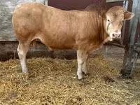 सांड, Blonde d’Aquitane cattle — फ़ोटो 1