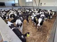 公牛, Cattle — 照片 5
