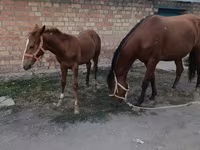 母马, Thoroughbred horse — 照片 2