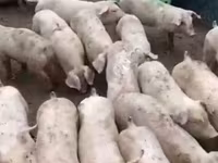 公猪, Pigs — 照片 3