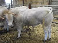 公牛, Blonde d’Aquitane cattle — 照片 3