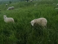 公羊, Edilbay sheep — 照片 5