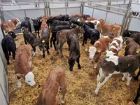 Bull, Cattle — photo 7
