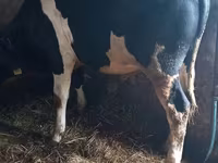公牛, Holstein breed — 照片 3