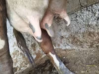Cow, Cattle — photo 3