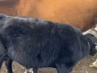 Cow, Cattle — photo 4