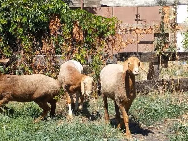 Ram, Rhon sheep