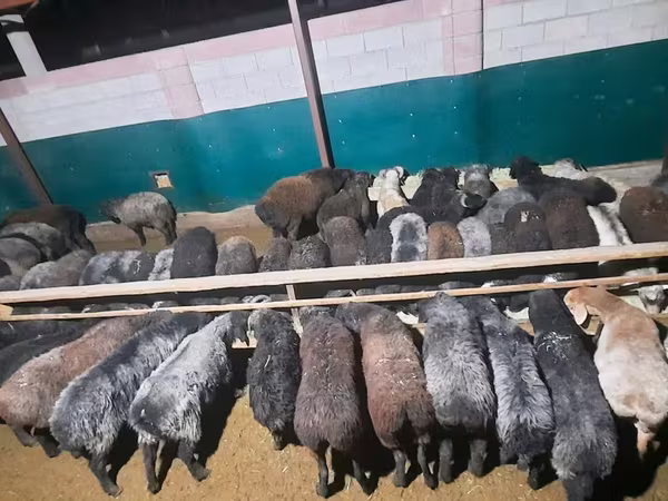 公羊, Sheep
