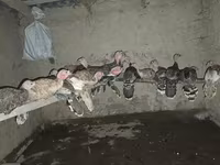 Turkeys — Foto 1