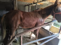 Horse (M), Thoroughbred horse — photo 6