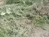 Хашааны өвс — photo 5