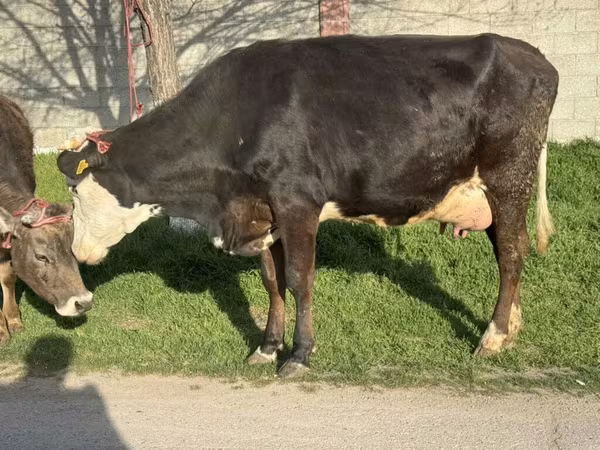 Cattle