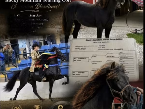 公马, Rocky Mountain Horse