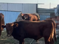 Bull, Cattle — photo 2