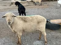 公羊, Hampshire sheep — 照片 7