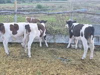Toro, Ganado vacuno — foto 1