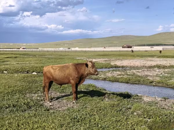 Bull, Cattle
