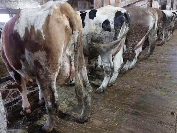 母牛, Cattle