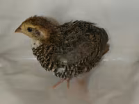 Quails — photo 8