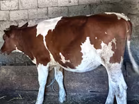 母牛, Cattle — 照片 2