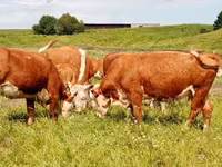 Kuh, Russian Black pied cattle — Foto 4