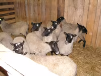 母羊, Romanov sheep — 照片 1