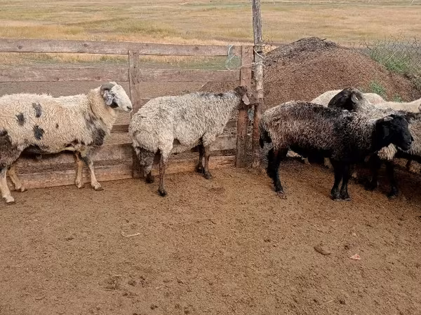 公羊, Sheep