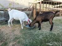 عنزة, Saanen goat — الصورة 2