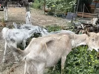 Ziege, Ziegen — Foto 3