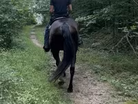 Caballo, French Trotter — foto 4