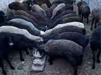 मेढ़ा, भेड़ — फ़ोटो 1