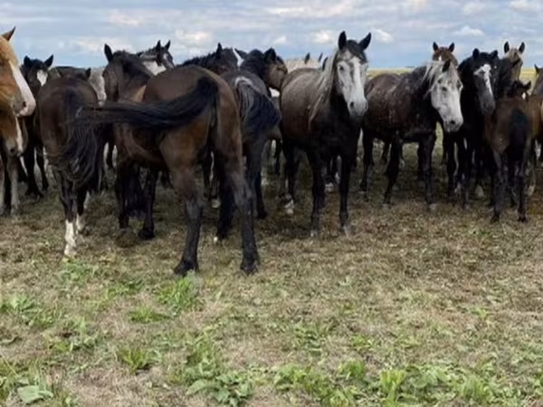 公马, Horses