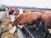 Cow, Hereford — photo 3
